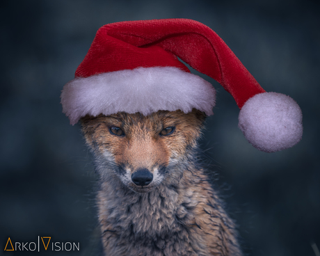 Foxy X-Mas