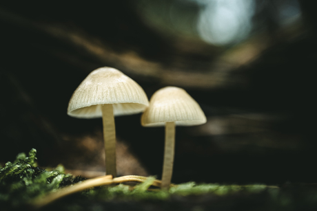 Twee paddenstoelen