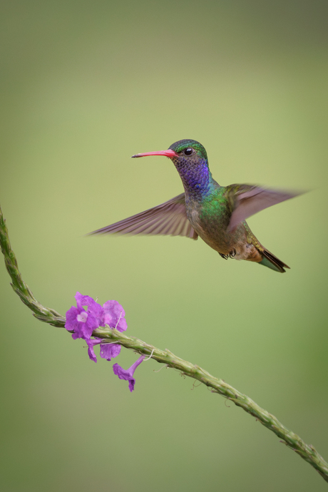Kolibrie in motion 