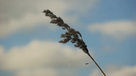 Riet in de wind