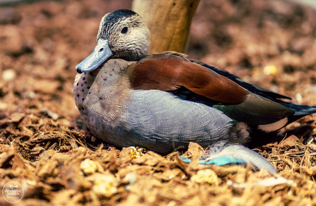 The ringed teal