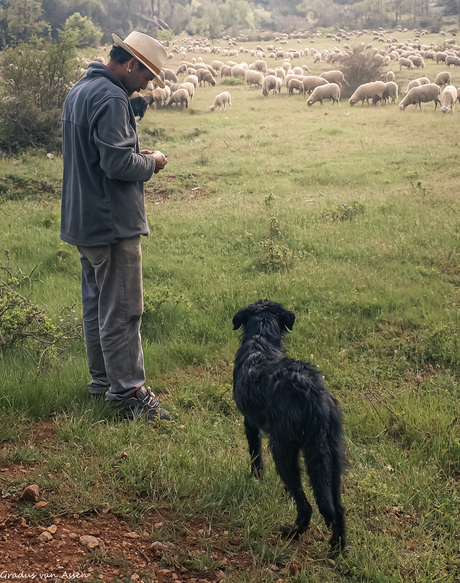 Herder met hond