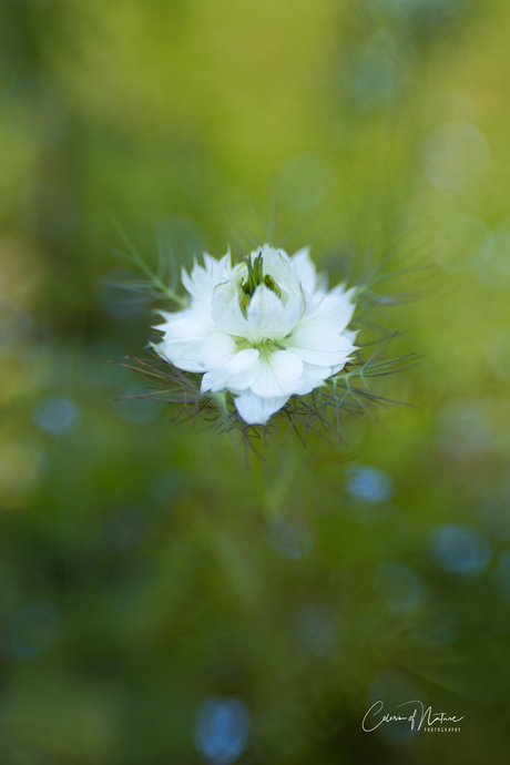 Juffertje in het groen 