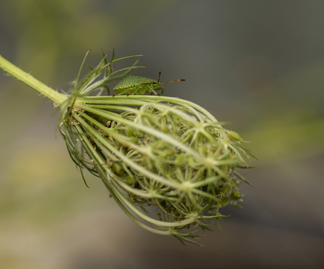 Wilde Peen met Groene Wants