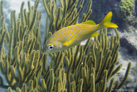 Roodbek tussen het soft koraal