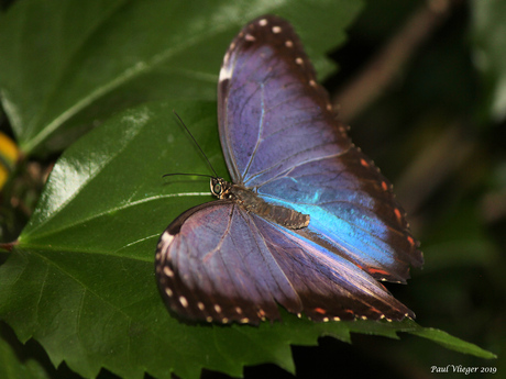 Blauwe morpho