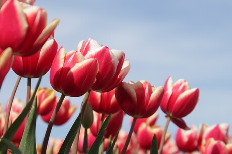 Tulpen