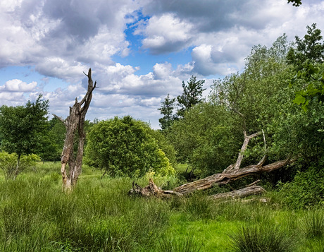 Dode bomen
