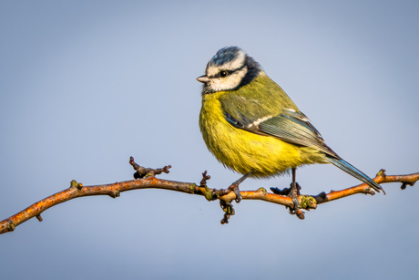 Pimpelmees in het avondlicht