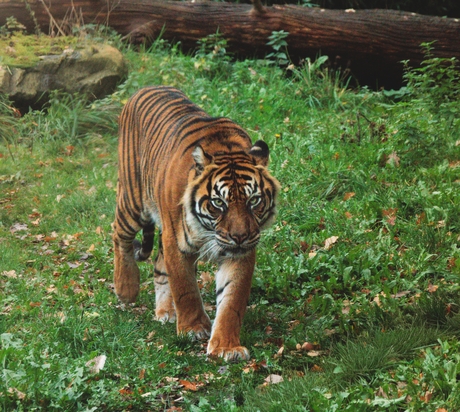 Sumatraanse tijger