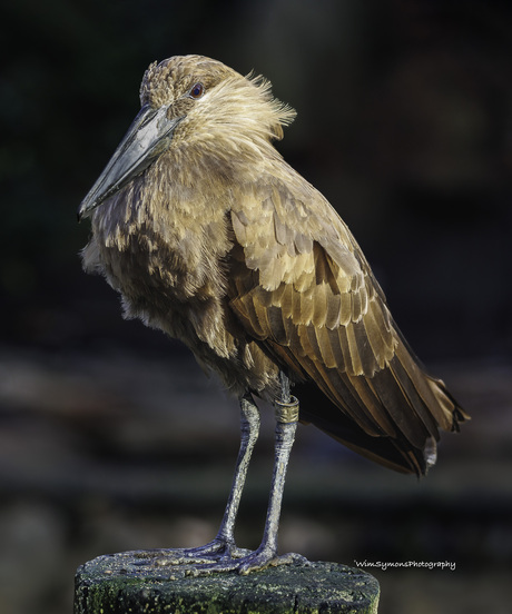 Hamerkop
