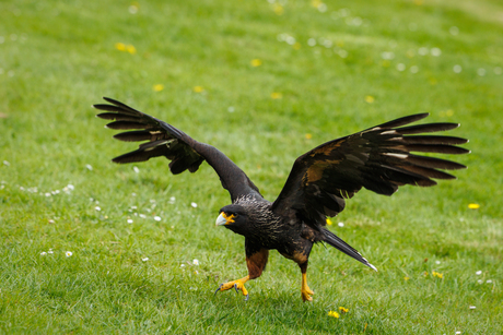 Landing gelukt