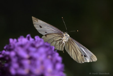 Klein geaderd witje vliegt op