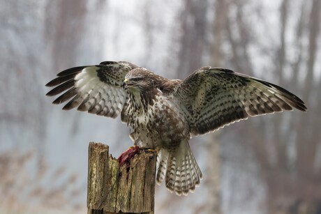 Buizerd