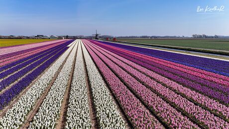 Lijnenspel bollenveld 