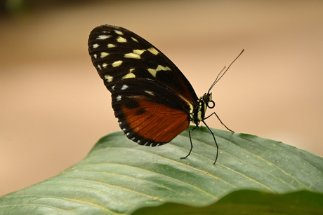 Vlinder in Pantropica