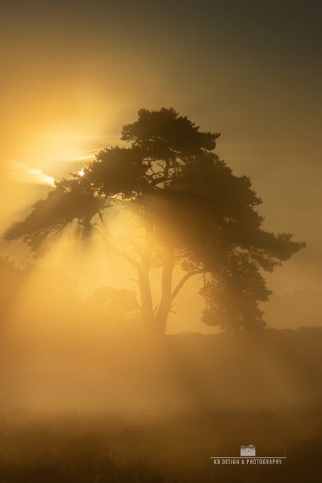 Zonnestralen door de mist