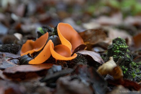 Grote oranje bekerzwam