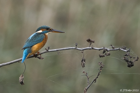 IJsvogel