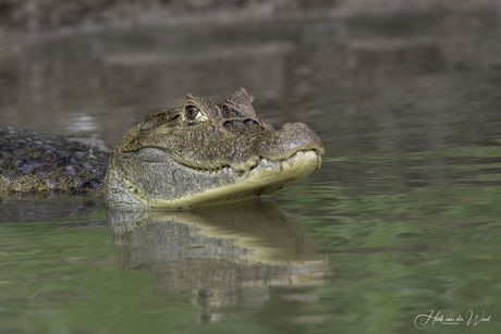 Brilkaaiman (wildlife) - Costa Rica