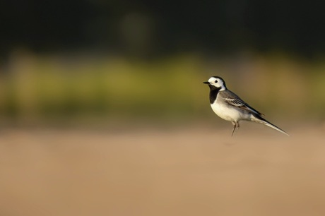 Eenzame witte kwikstaart...