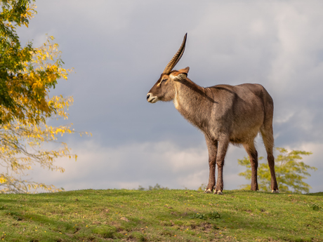 Ik zet jou in het zonnetje