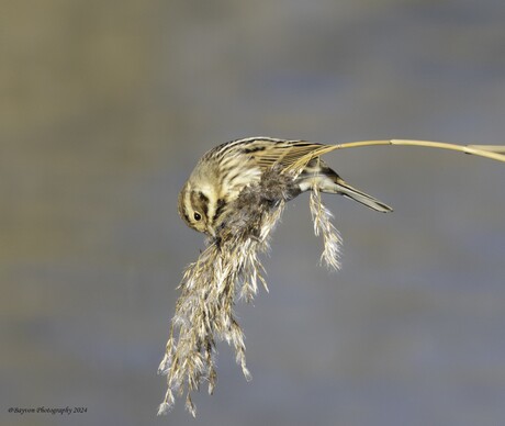 Rietgors (vrouwelijk)