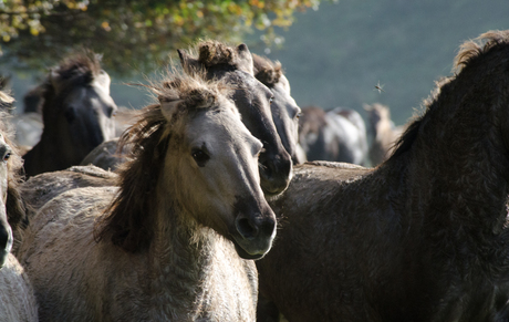 Koninkpaarden