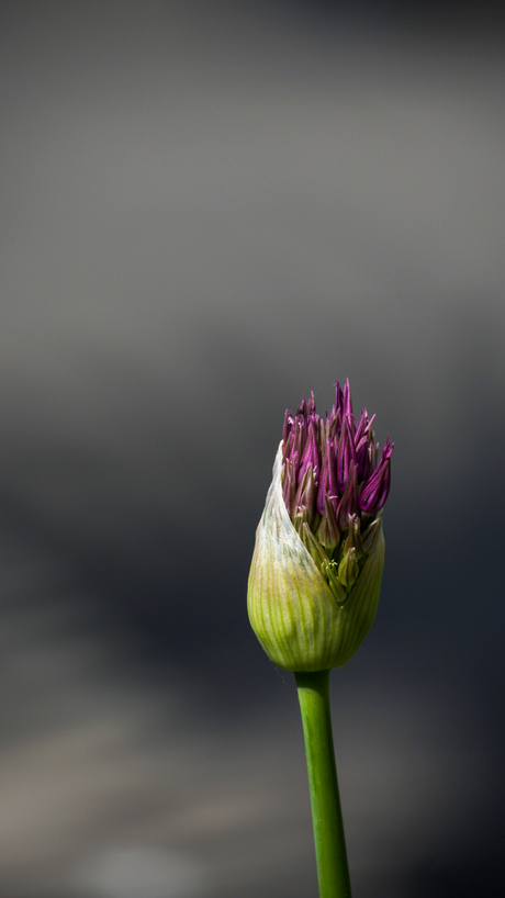 De ontknop(p)ing