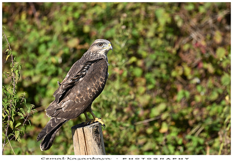 Buizerd