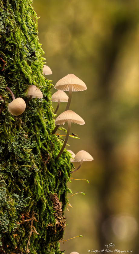 Focus stack paddenstoelen