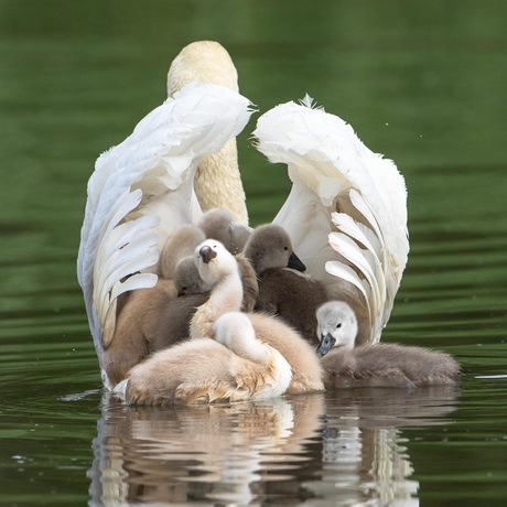 Meeliften op moeders rug 