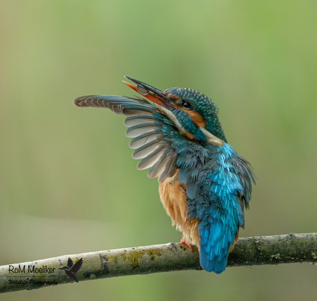 De IJsvogel.