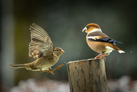 Huismus vs Appelvink.