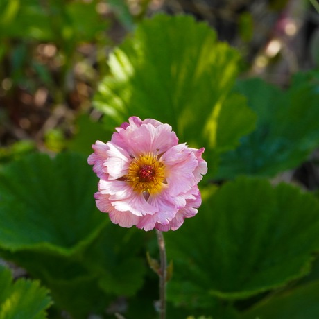 Geum "Mai Tai"