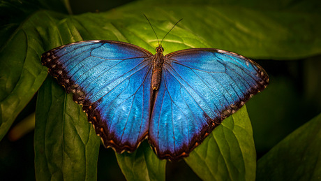 Blauer Morphofalter (Morpho peleides)