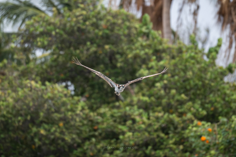 De visarend op Curaçao