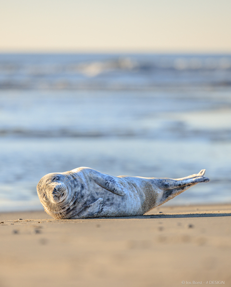 Zeehondje op het strand van Texel