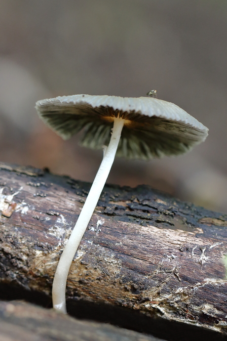 Ballet in het bos