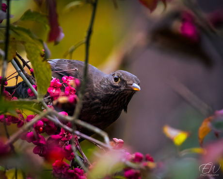 Een donkere gast tussen het herfstboeket—alsof de natuur even stilvalt.