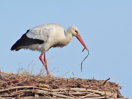 Nu al lente? (met een strootje als vraagteken)