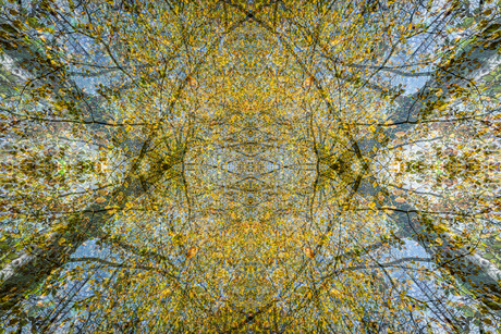 Golden Canopy Symmetry