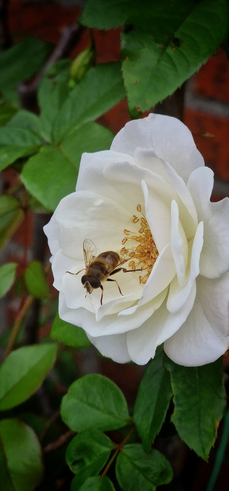 Bij op bloem
