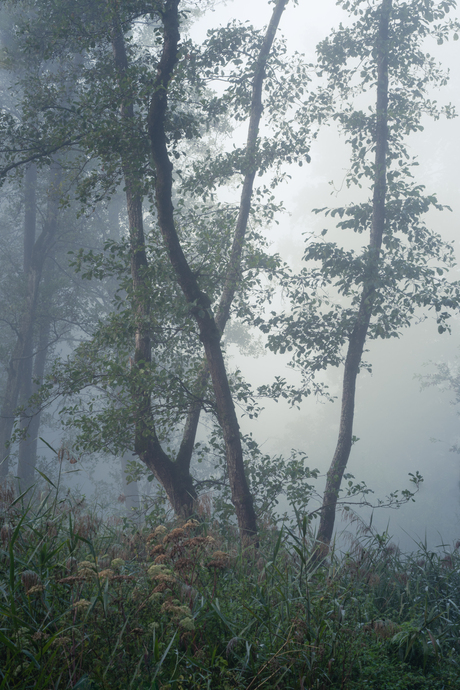 Mist in het bos II