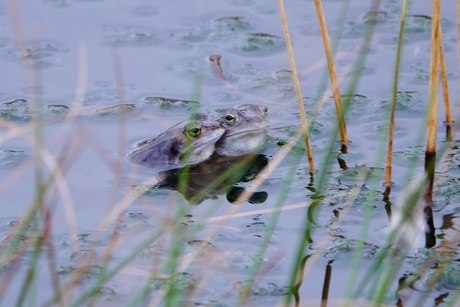 Hei kikker en ijsvogel 
