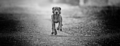 Pup Weimaraner