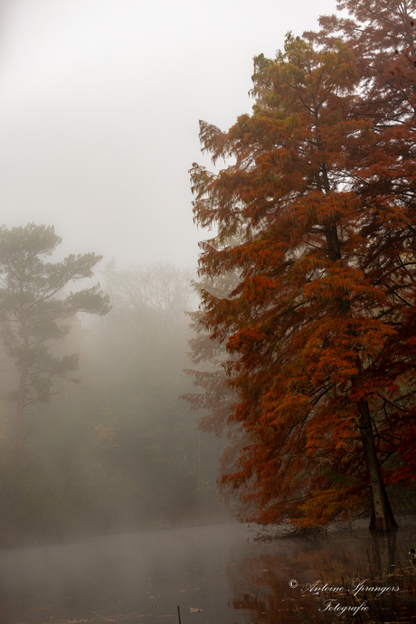 Herfstkleuren 