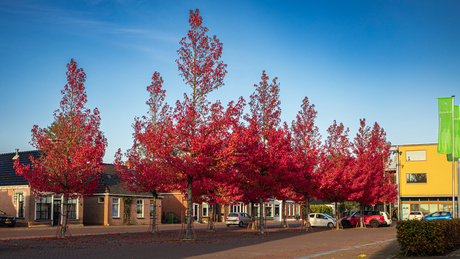 Hartje Feanwâlden kleurt rood