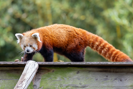 Rode Panda op zoek naar eten.