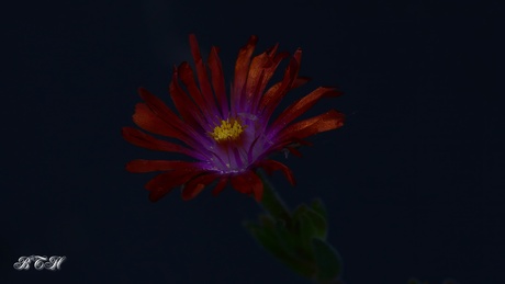 vetplantjes